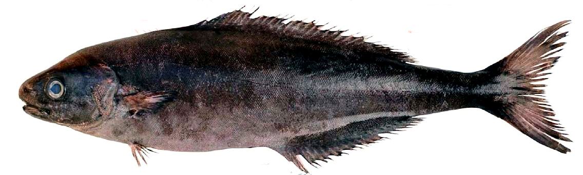 Centrolophus niger_02.jpg